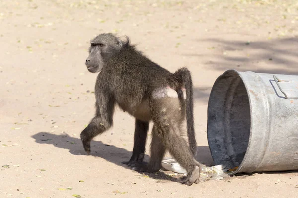 Problemas Con Comer Babuino Cubo Basura Camping Namibia —  Fotos de Stock