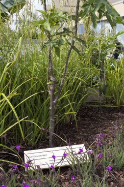 Milan, İtalya - 30 Mayıs: Yükleme Angola pavilion Expo, evrensel Fuar temalı gıda 30 Mayıs 2015 Milano içinde