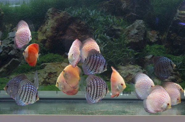 Aquarium Voller Farbiger Diskusfische — Stockfoto