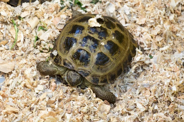 Testudo Hermanni Para Venda Uma Loja Itália — Fotografia de Stock