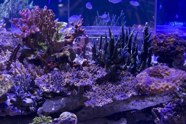 Koralliriutta akvaario — kuvapankkivalokuva