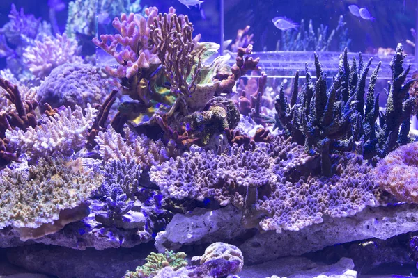 Koralliriutta akvaario — kuvapankkivalokuva