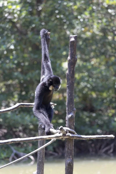 雄性白颊长臂猿 Nomascus Leucogenys — 图库照片