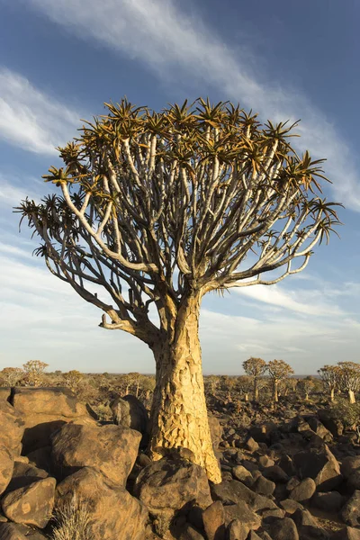 Bosque Carcaj Namibia Atardecer — Foto de Stock