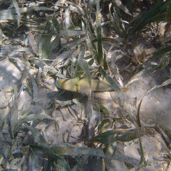 Picasso Peces Entre Las Plantas Mar Tropical Indonesia — Foto de Stock