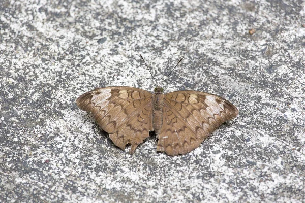 Beautiful Butterfly Close Vietnam Park — Stock Photo, Image