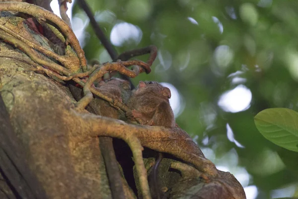 Tarsius Tangkoko 国家公园的一棵树上 — 图库照片