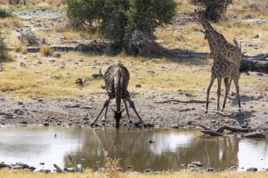 Namibya ülkesindeki bir içme zürafa ile diğer zürafalar