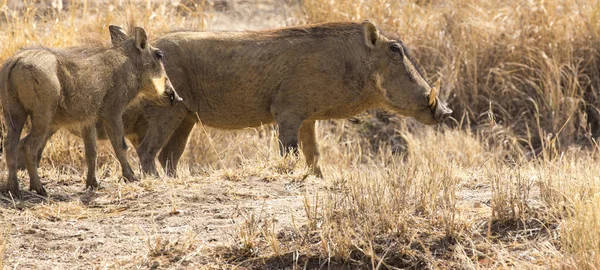 Сім Диких Porks Намібії — стокове фото