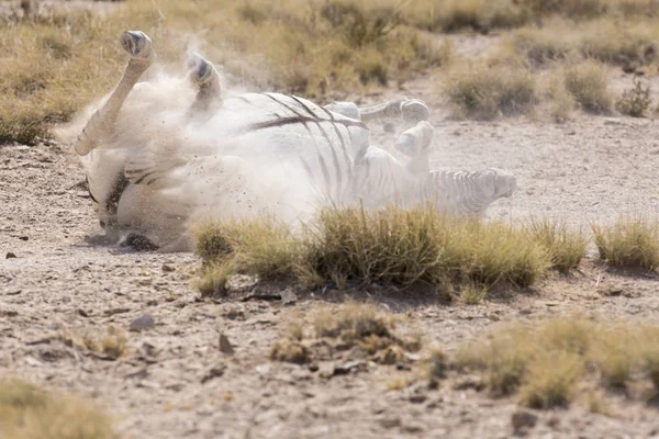 Zèbre Jouant Sur Terrain Namibie — Photo