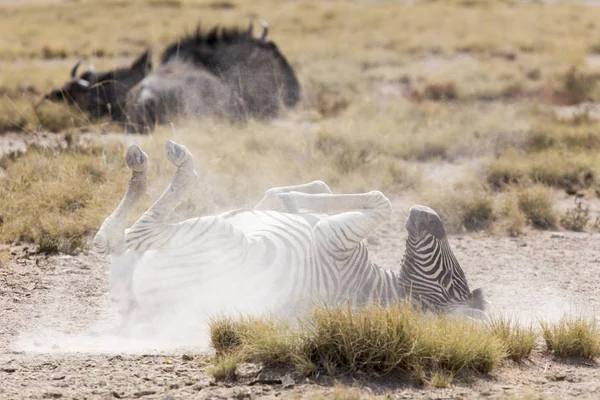 Zebra Che Gioca Sul Campo Namibia — Foto Stock