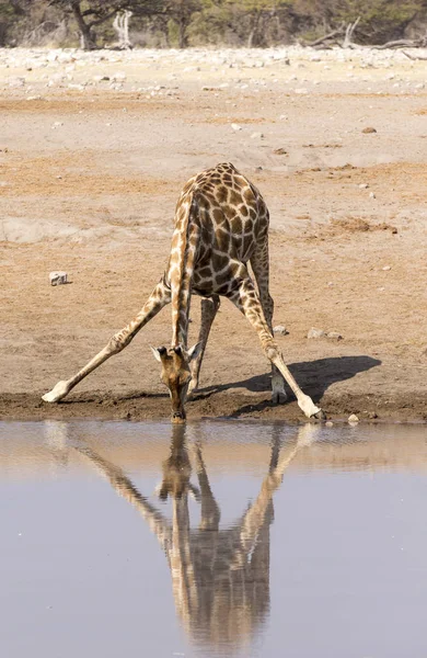 Één Drinken Giraf Namibië Met Reflectie — Stockfoto