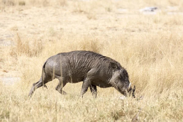 Porc Sauvage Couvert Boue Dans Savane Namibienne — Photo