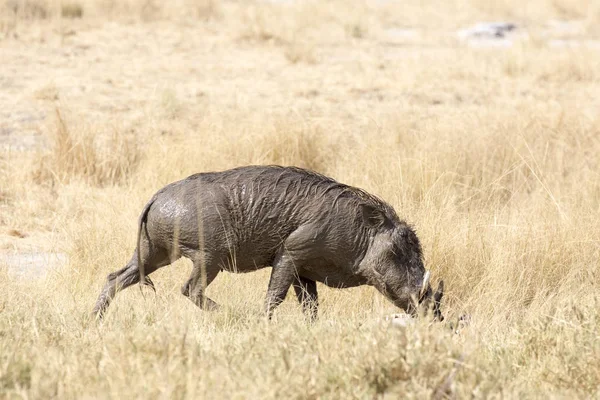 Wildpork Που Καλύπτονται Από Λάσπη Στη Ναμίμπια Σαβάνα — Φωτογραφία Αρχείου