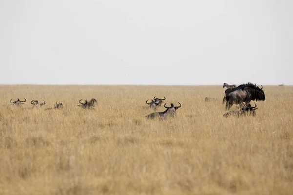 Група Buffalos Савану Намібії — стокове фото