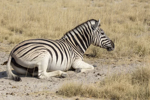 Zebra Namíbiában Pihen Földön — Stock Fotó