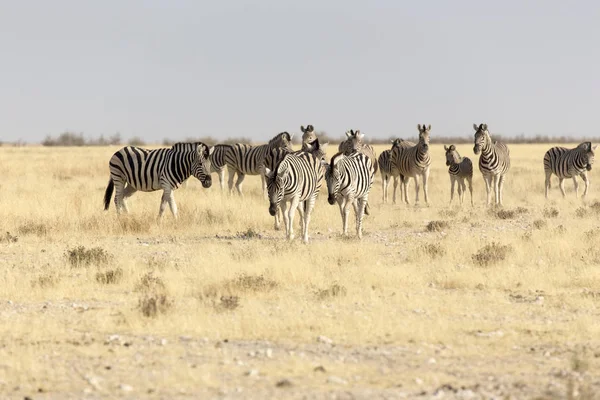 Grupo Zebras Savana Namíbia — Fotografia de Stock