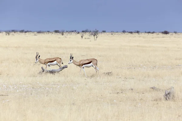 Pareja Springboks Namibia Savannah —  Fotos de Stock