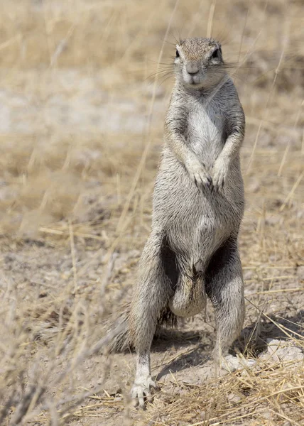 Cape Ground Squirrel Namibia Winter — Stock Photo, Image