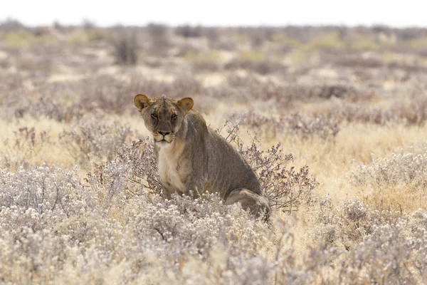 Belo Leão Fêmea Entre Arbustos Namíbia — Fotografia de Stock