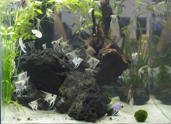 Mooie Tropische Zoetwater Aquarium Met Vissen Geplant — Stockfoto