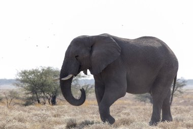 Namibya dev bir Afrika fili