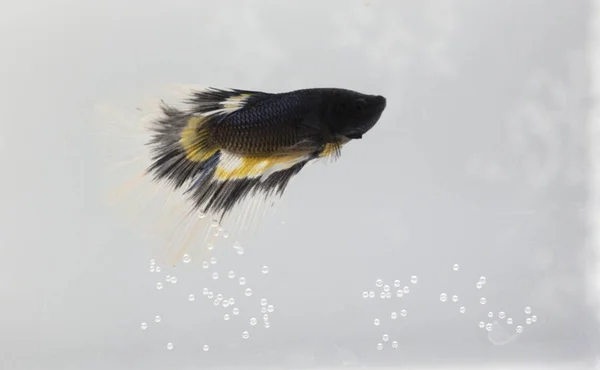 Beau Poisson Betta Noir Dans Aquarium Gros Plan — Photo