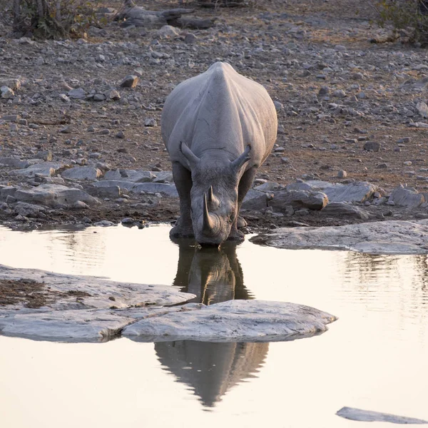Rinoceronte Branco Parque Natural Namíbia — Fotografia de Stock