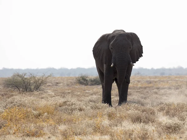 Elefante Africano Gigante Namibia — Foto de Stock