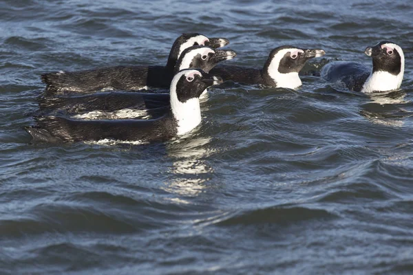 Groep Pinguïns Die Zwemmen Namibië — Stockfoto