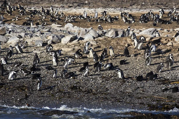 Величезна Група Пінгвінів Намібії — стокове фото