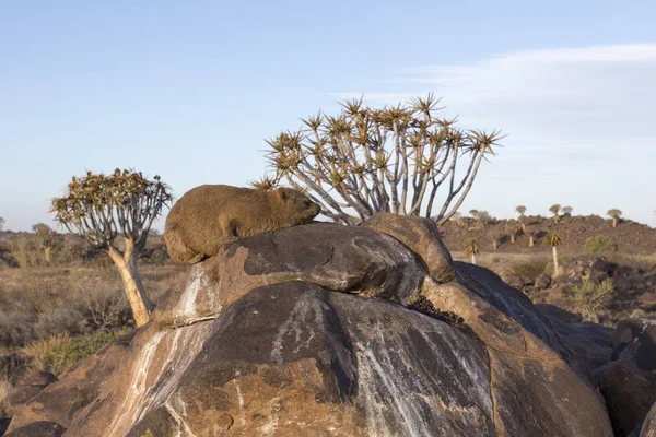 Kerodon Ratón Grande Una Roca Namibia — Foto de Stock