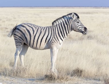 Zebra Namibya 'da savanda duruyor.
