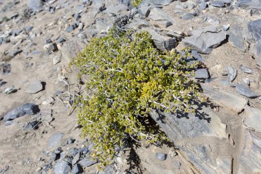 Namibya çölünde küçük bir bitki