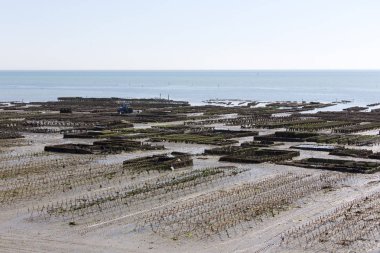 Cancal, Fransa - 16 Ağustos 2016: istiridye grupta Cancal