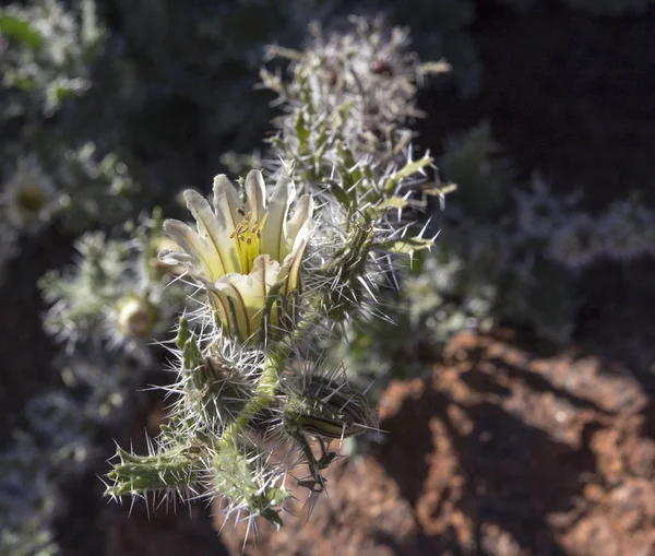 Schöne Blume Auf Einem Kaktus Der Wüste Von Namibia — Stockfoto