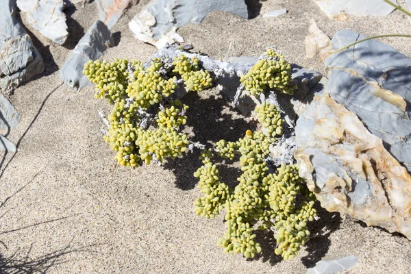 Kleine Plant Woestijn Van Namibië — Stockfoto