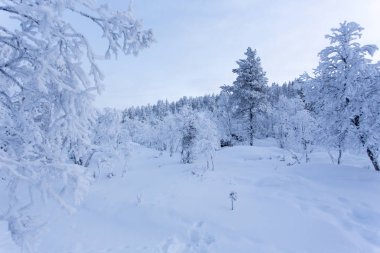 Kış aylarında lapland manzara Finlandiya