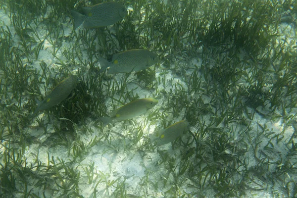 Fische Der Lagune Auf Der Insel Togian Indonesien — Stockfoto