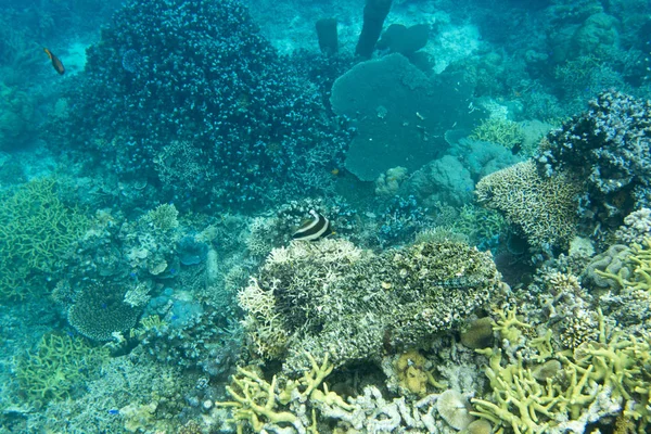 Hermoso Arrecife Coral Indonesia —  Fotos de Stock