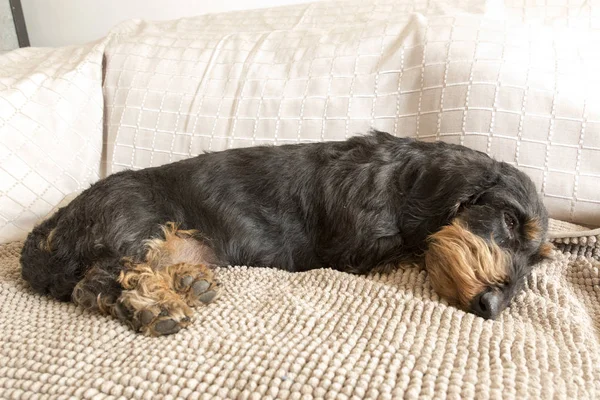 Siyah Bir Dachshund Portresi Yakından — Stok fotoğraf