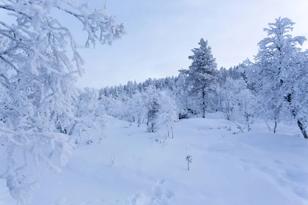 Paisaje Laponia Durante Invierno Finlandia —  Fotos de Stock