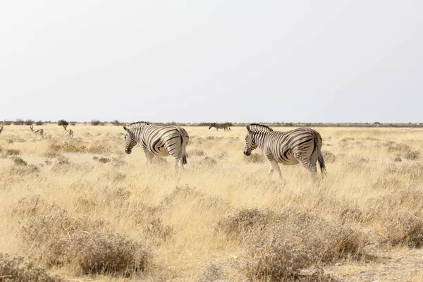 Zebra Caminhando Savana Namíbia — Fotografia de Stock