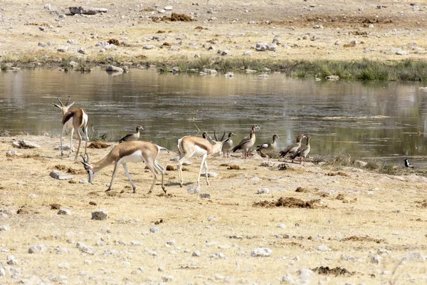 Δυο Springboks Και Πουλιά Ναμίμπια Σαβάννα — Φωτογραφία Αρχείου