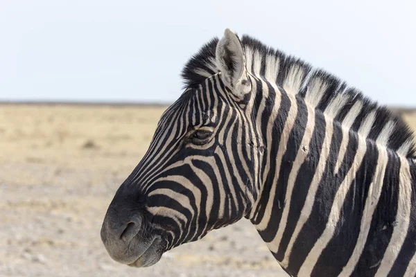 Zebra Piedi Nella Savana Namibia — Foto Stock