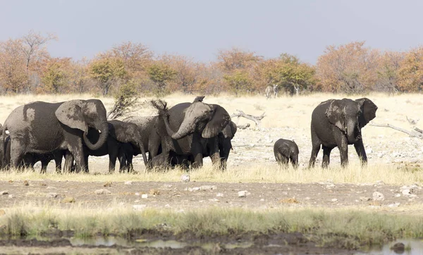 Grand Groupe Éléphants Jouant Dans Boue Namibie — Photo