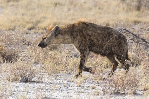 Black spotted hyena