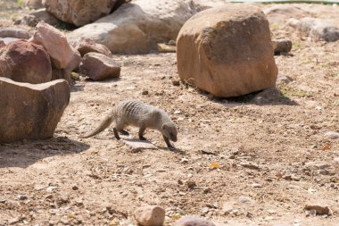 Namibya 'da yürüyen çizgili bir mangoose.