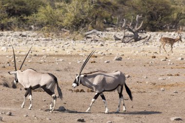 Gemsbock, beisa Oryx gazella, birkaç Savannah'ın üzerinde duruyor