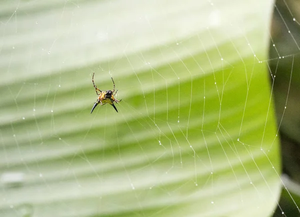 毒蜘蛛特写照片在森林 — 图库照片